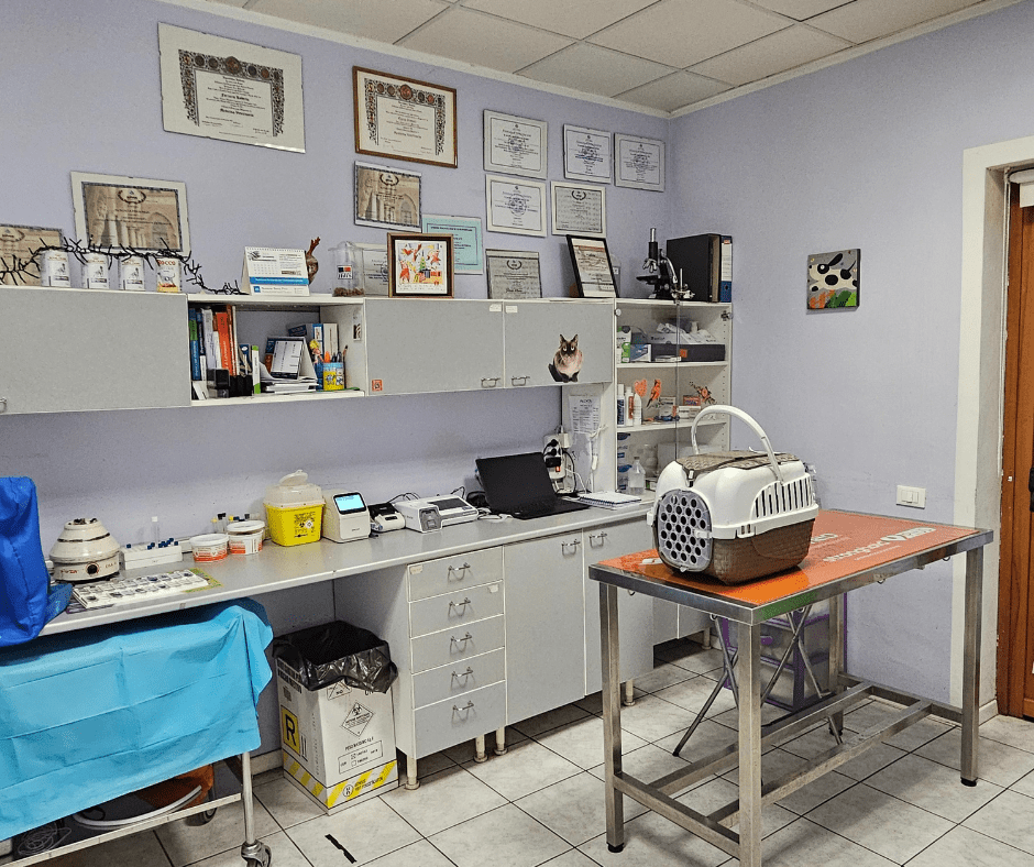 Ambulatorio della Clinica Veterinaria Verrès con pareti lilla, diplomi appesi, microscopio e trasportino su tavolo in acciaio