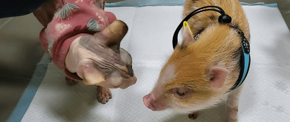 Gatto Sphynx con maglia rosa a fiori e maialino rossiccio con pettorina azzurra annusano una traversina bianca