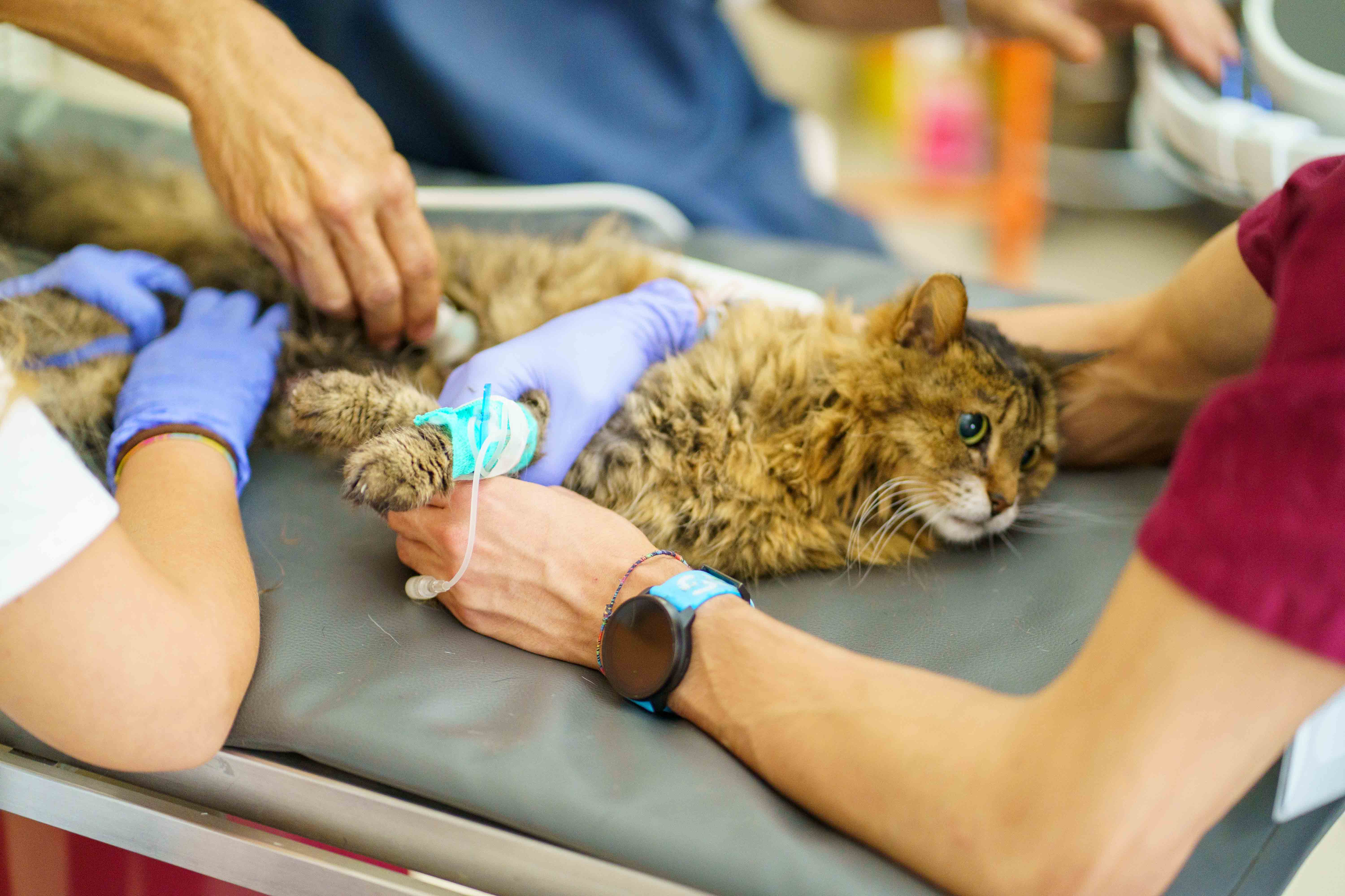 Gatto tigrato a pelo lungo disteso su un lettino grigio, con agocannula fasciata sulla zampa e mani in guanti blu