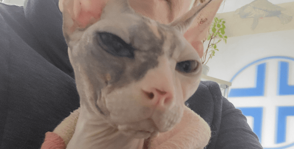 Gatto sphynx senza pelo, rosa con macchie grigie, in braccio a una persona in felpa scura davanti a una croce blu